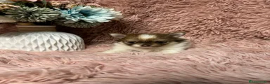 Pomerania 2