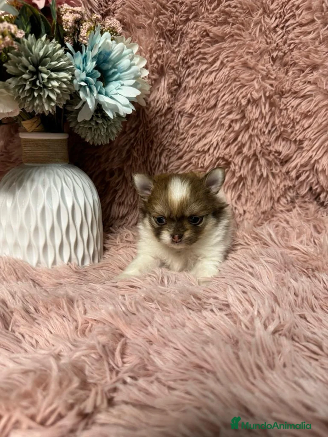 Pomerania perros en venta: POMERANIA DEL VALLE - Anuncio 2