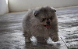 Pomerania perros en venta: 🐾 Roscón, Monk y Prodigy – Pomerania únicos 🐾 - Imagen 4