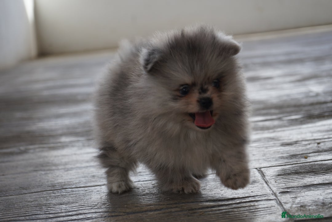 Pomerania perros en venta: 🐾 Roscón, Monk y Prodigy – Pomerania únicos 🐾 - Imagen 4