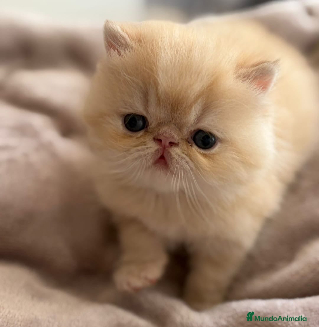 Himalayo gatos GATOS PERSAS VARIEDAD COLORES TRICOLOR  - Anuncio 2