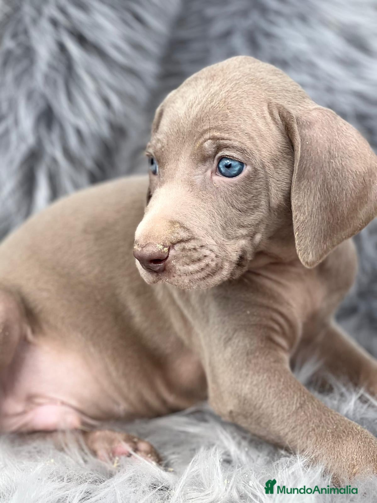 Weimaraner perros Braco de weimar en Barcelona - Anuncio 2