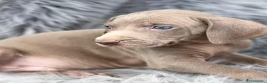 Weimaraner Cachorro 2