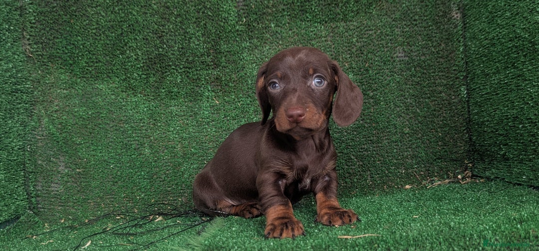 Teckel Miniatura perros en venta: Teckel miniatura  - Anuncio 1