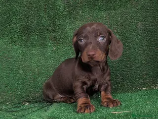 Teckel Miniatura perros Teckel miniatura - Anuncio 18