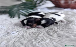 Yorkshire Terrier perros en venta: YORKSHIRE BIEWER - Anuncio 9