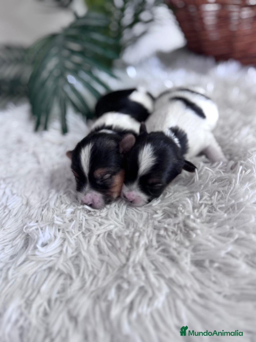 Yorkshire Terrier perros en venta: YORKSHIRE BIEWER - Anuncio 9