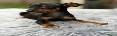 Pinscher Miniatura Cachorro 1