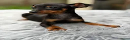 Pinscher Miniatura perros en venta: Minipicher miniatura  - Anuncio 11