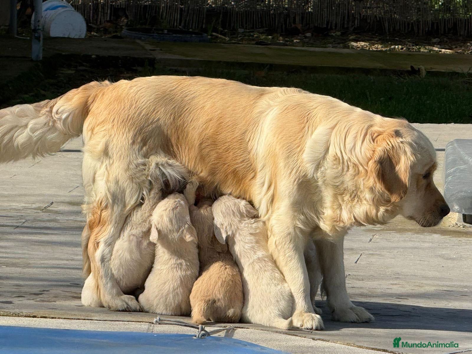 Golden Retriever perros Cachorros de GOLDEN Retriever  - Anuncio 1