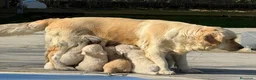 Golden Retriever perros en venta: Cachorros de GOLDEN Retriever  - Anuncio 1