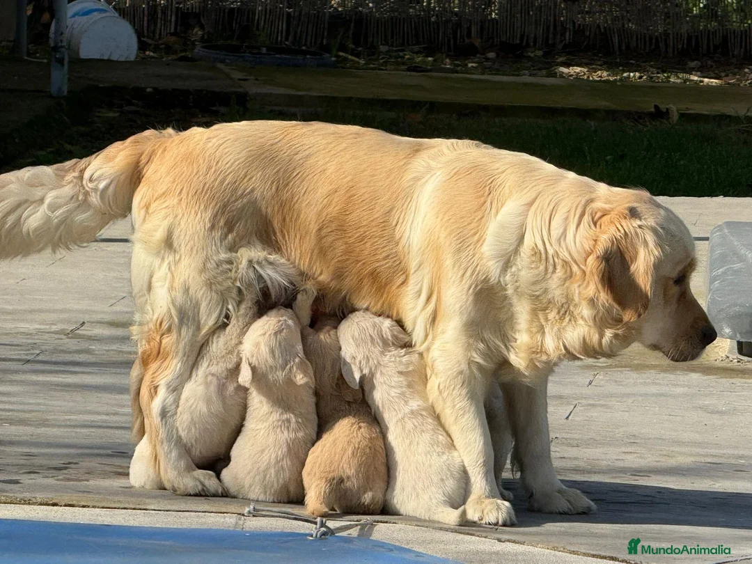 Golden Retriever perros en venta: Cachorros de GOLDEN Retriever  - Anuncio 1