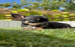 Chihuahua perros en venta: CHIHUAHUA MACHO - Imagen 12