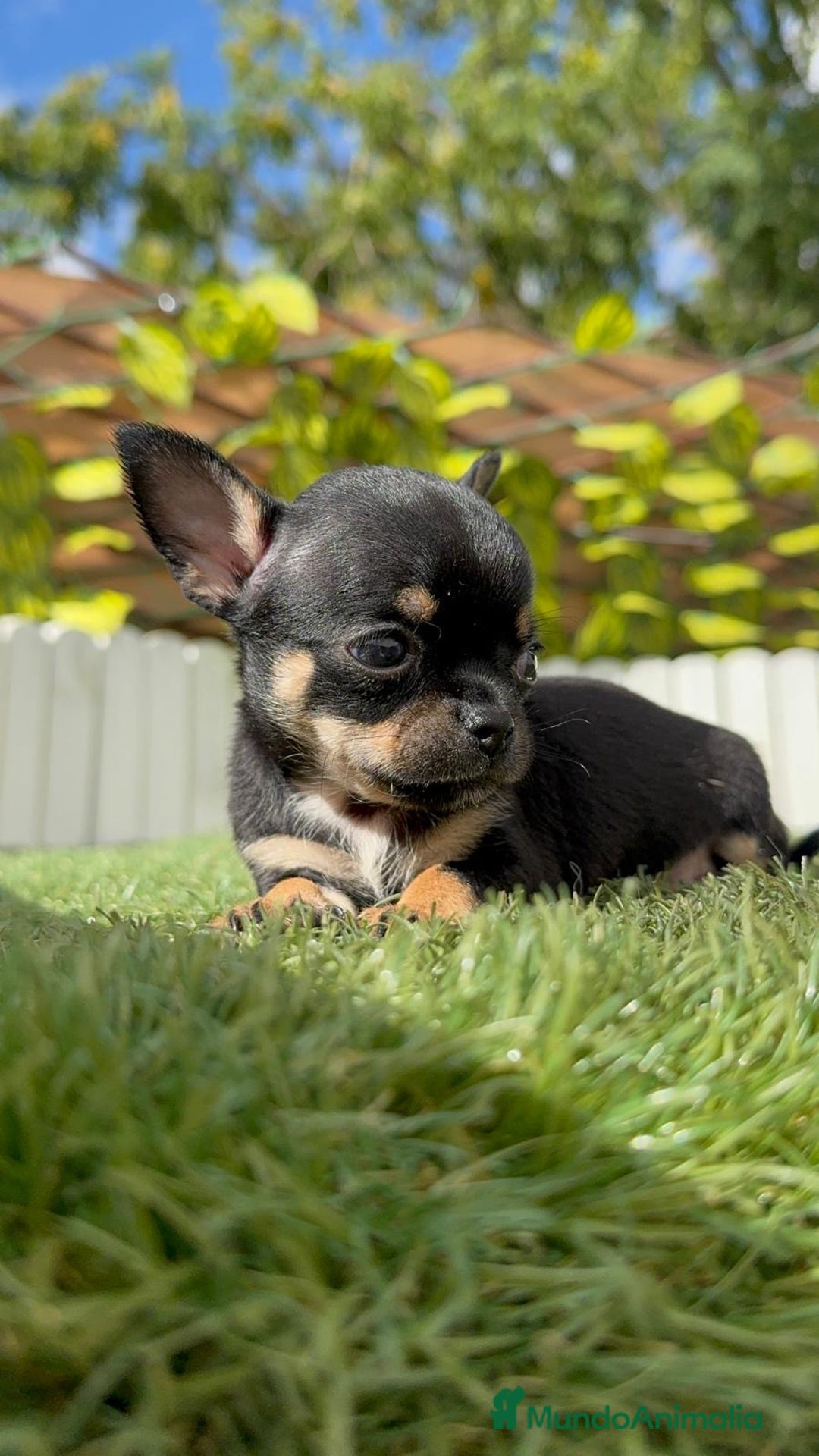 Chihuahua perros en venta: CHIHUAHUA MACHO - Imagen 12