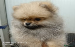Pomerania perros en venta: Pomerania macho  - Imagen 3