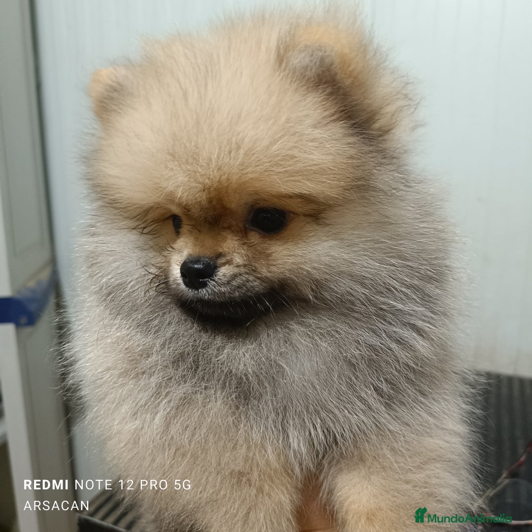 Pomerania perros en venta: Pomerania macho  - Imagen 3