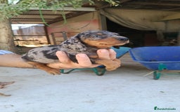 Teckel perros en venta: Teckel con un ojo azul  - Imagen 1