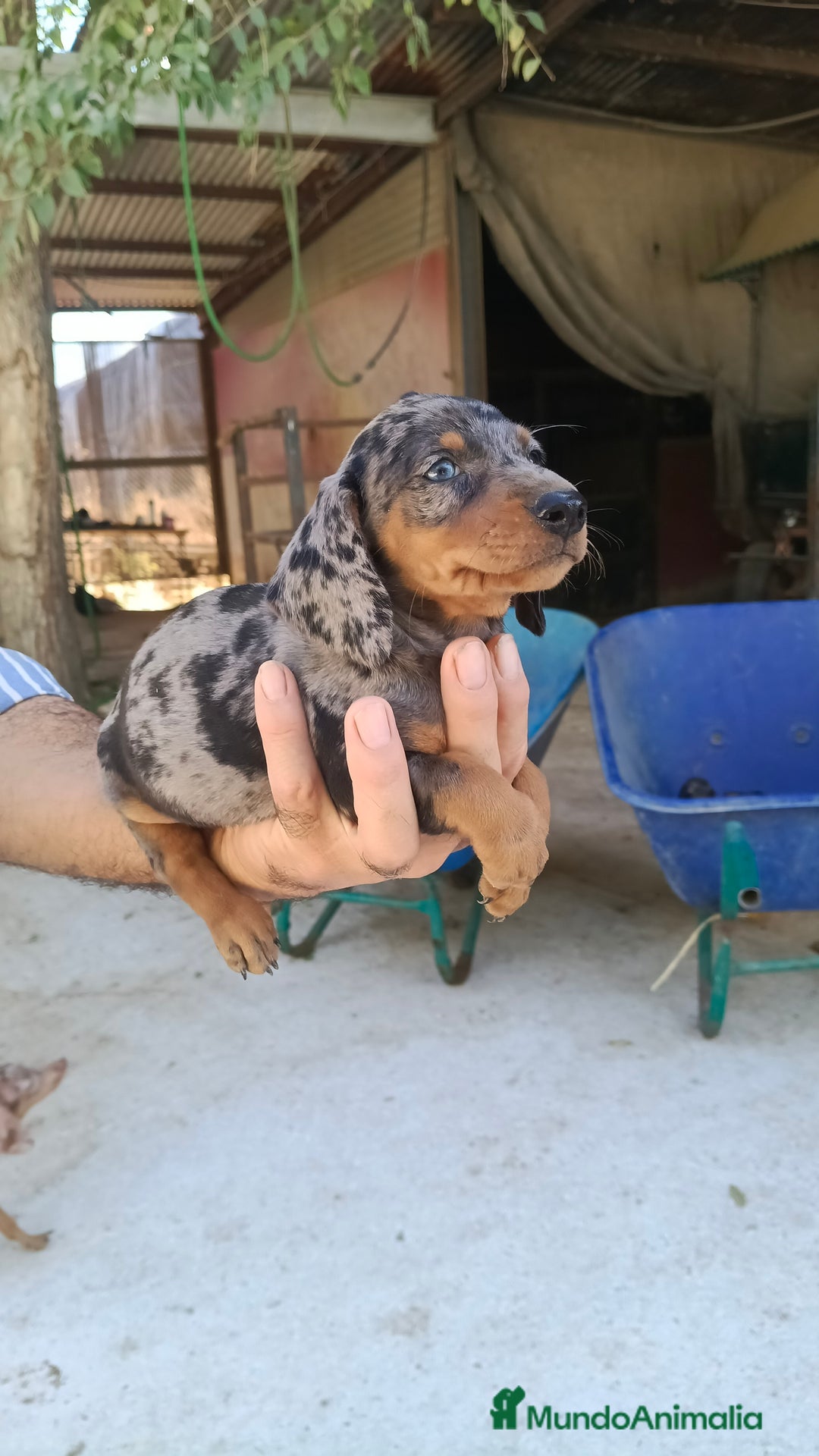 Teckel perros en venta: Teckel con un ojo azul  - Imagen 1