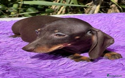 Teckel Miniatura perros en venta: TECKEL MINIATURA DISPONIBLES - Imagen 3