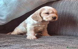 Cocker Spaniel Inglés perros en venta: Cocker Ingles Ruano naranja  - Imagen 1