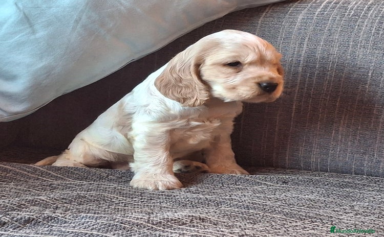 Cocker Spaniel Inglés perros - Anuncio 3
