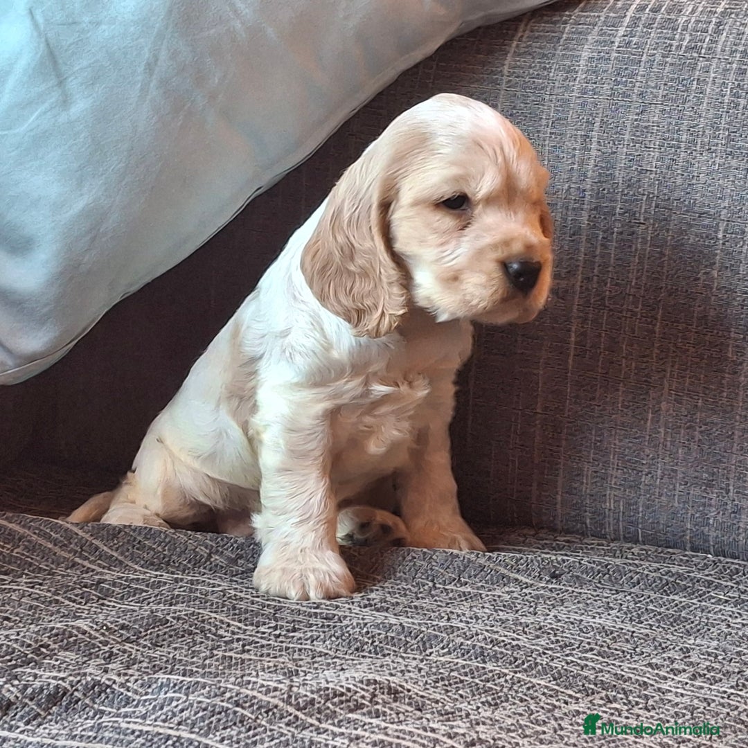 Cocker Spaniel Inglés perros en venta: Cocker Ingles Ruano naranja  - Imagen 1