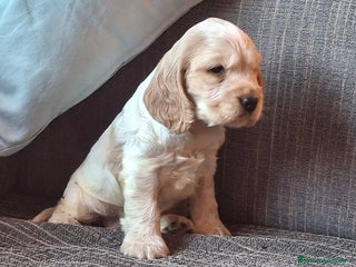 Cocker Spaniel Inglés perros - Anuncio 1