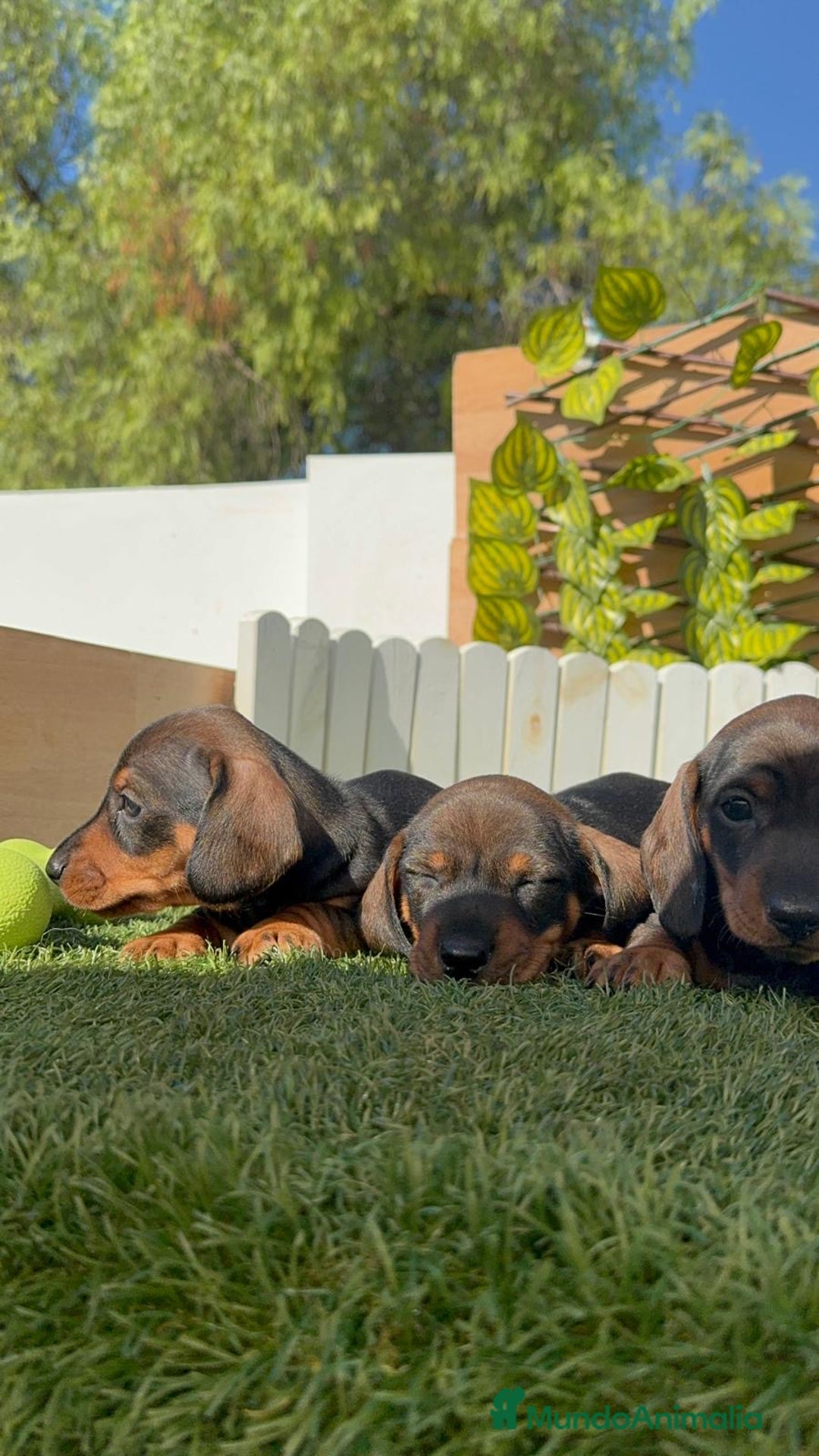 Teckel Miniatura perros en venta: TECKEL MINIATURA - Imagen 11