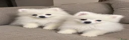 Pomerania perros en venta: Pomeranias disponibles🐻 en Murcia - Anuncio 2