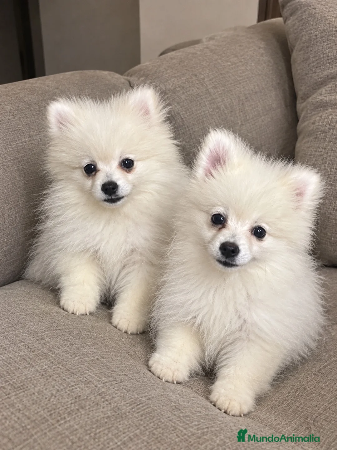 Pomerania perros en venta: Pomeranias disponibles🐻 en Murcia - Anuncio 2