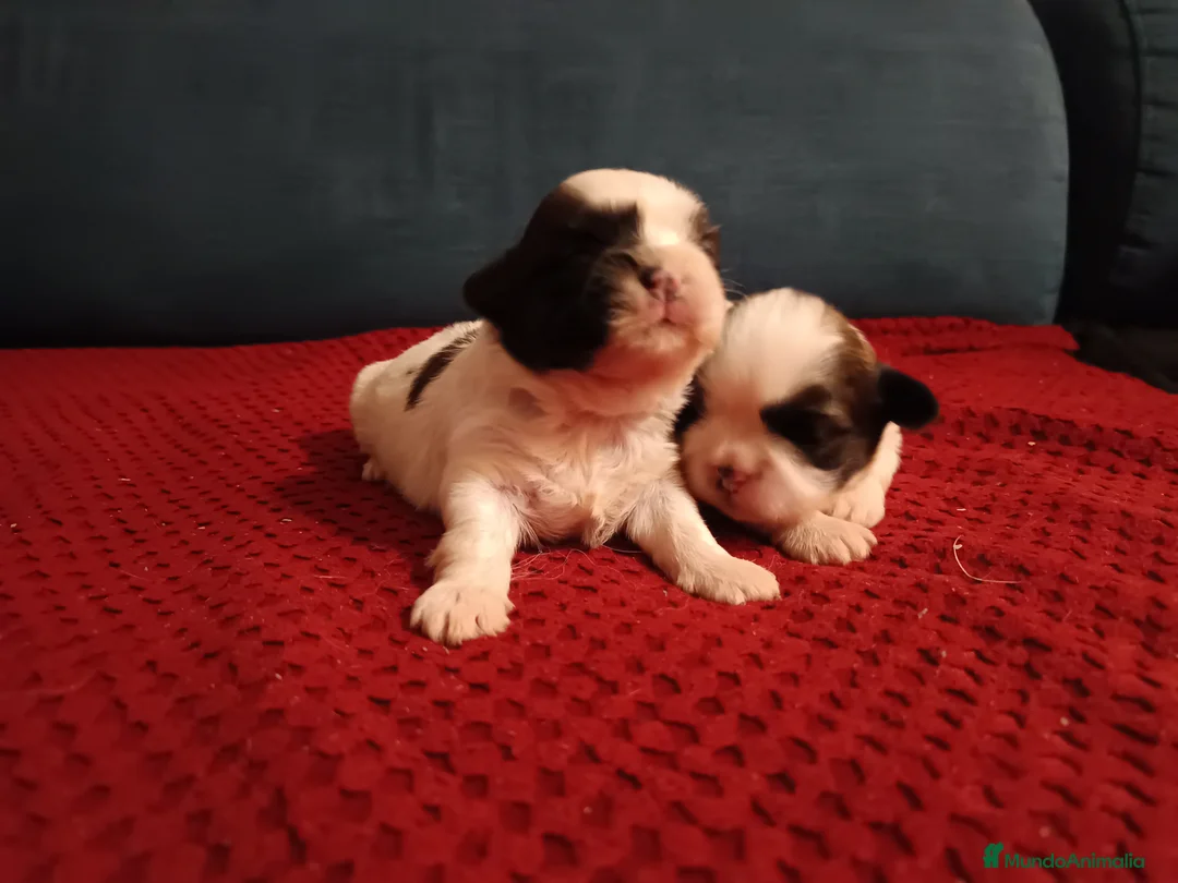 Shih Tzu perros en venta: Shih Tzu de Mumbrafer  - Anuncio 1
