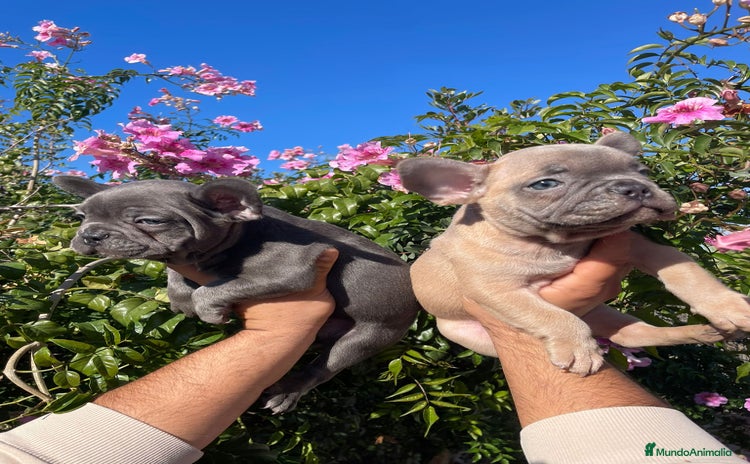 Bulldog Francés perros en Illes Balears - Propaganda 2