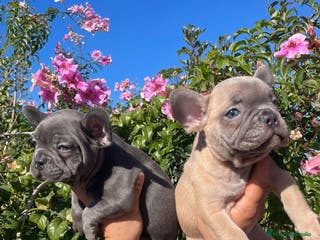 Bulldog Francés perros Bulldog Francés en Illes Balears - Anuncio 14
