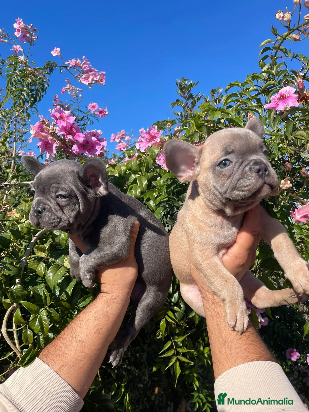 Bulldog Francés perros en venta: Bulldog Francés  en Illes Balears - Anuncio 1