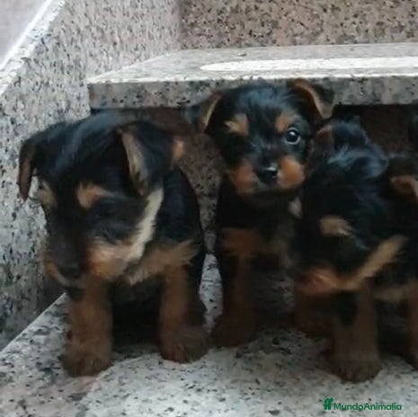 Yorkshire Terrier perros - Anuncio 11