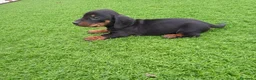 Teckel Miniatura perros en venta: teckel miniatura  - Anuncio 1