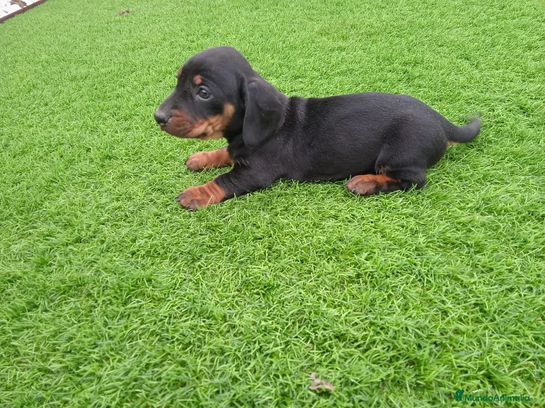 Teckel Miniatura perros en venta: teckel miniatura  - Anuncio 1