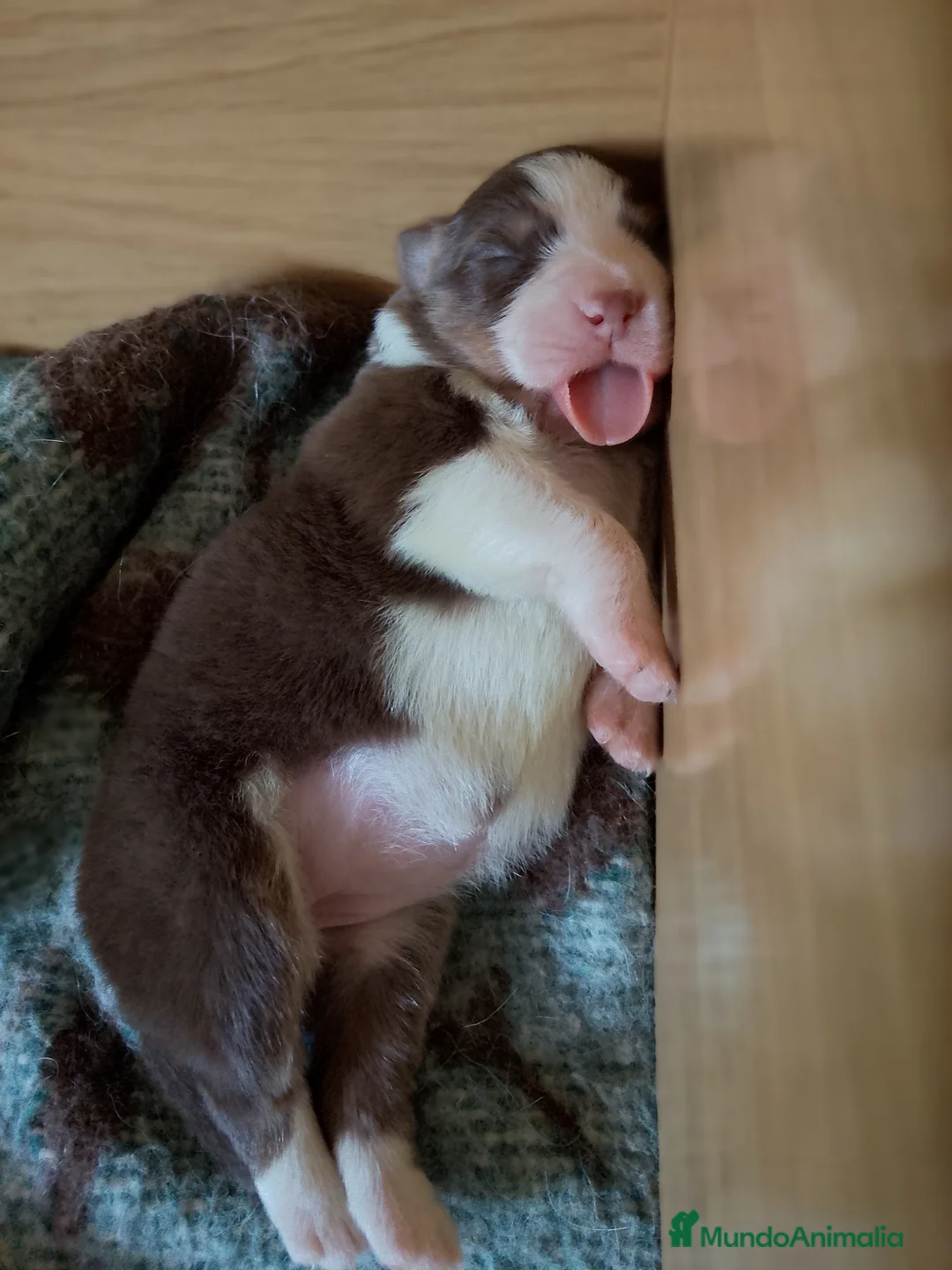 Pastor Australiano perros en venta: Preciosa camada de Pastor Australiano  - Anuncio 2