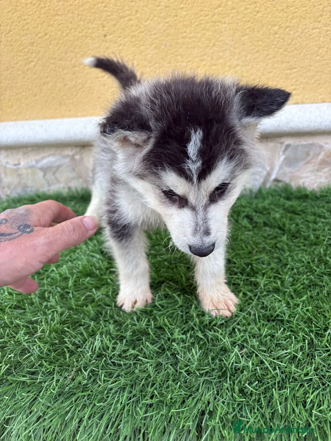 Husky Siberiano perros en venta: Husky siberiano macho  - Anuncio 4
