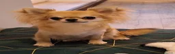 Chihuahua perros en venta: Macho de pelo largo - Anuncio 1