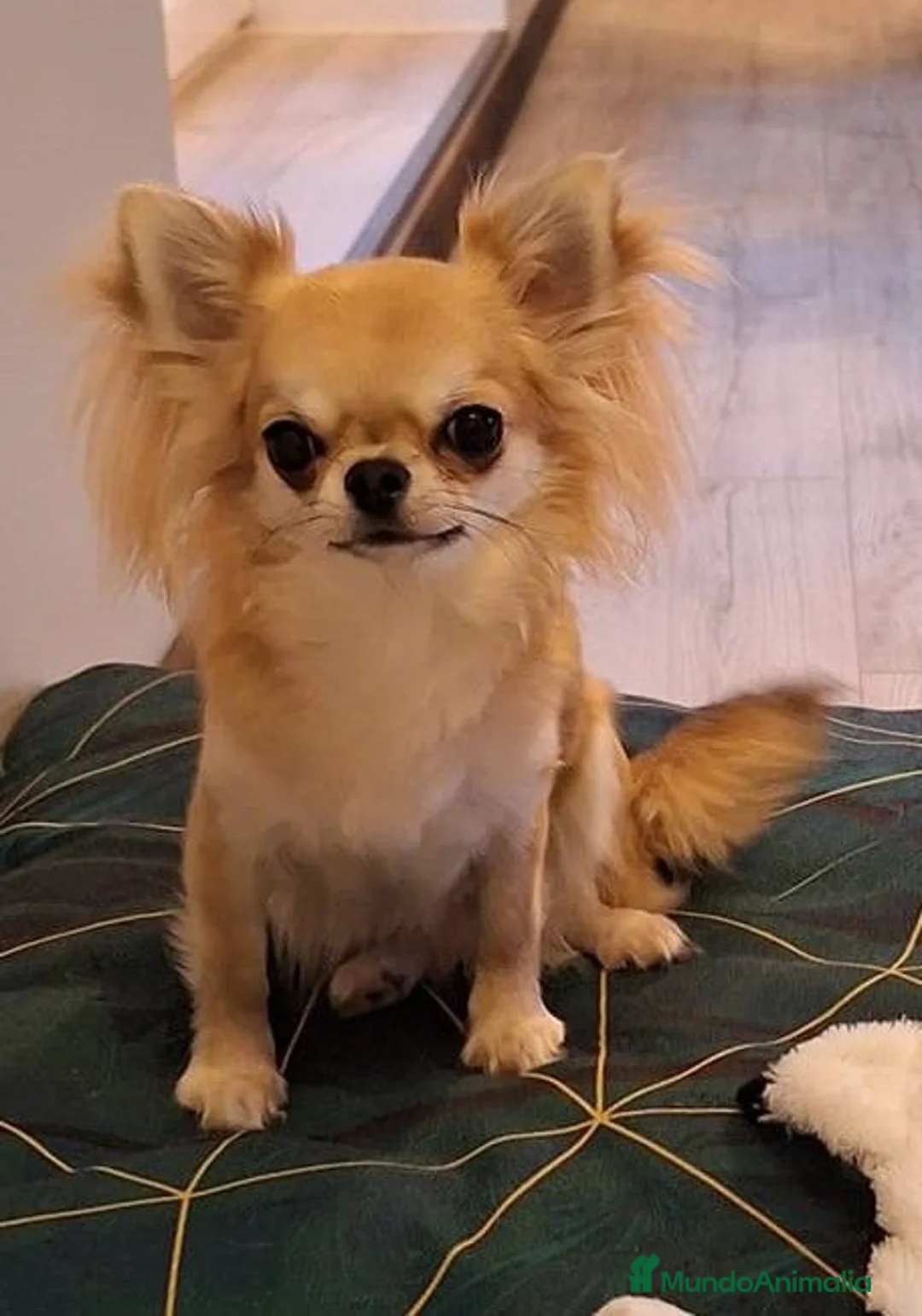Chihuahua perros en venta: Macho de pelo largo - Anuncio 1