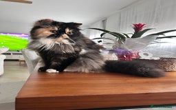 Persa gatos en venta: Persa hembra  - Imagen 1