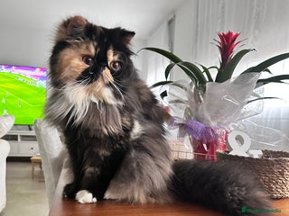 Persa gatos - Anuncio 1