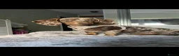 Teckel Miniatura perros en venta: Teckel  - Anuncio 1