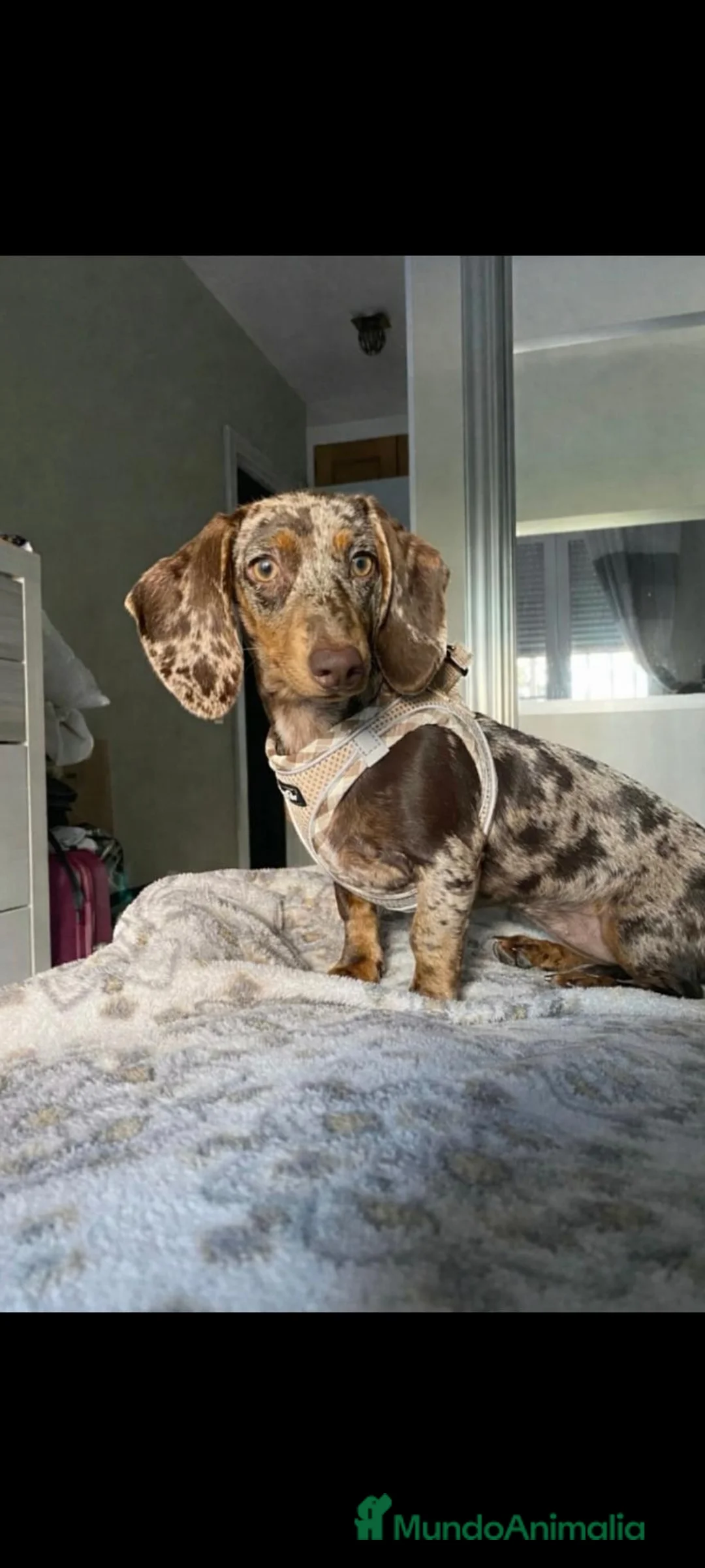 Teckel Miniatura perros en venta: Teckel  - Anuncio 1