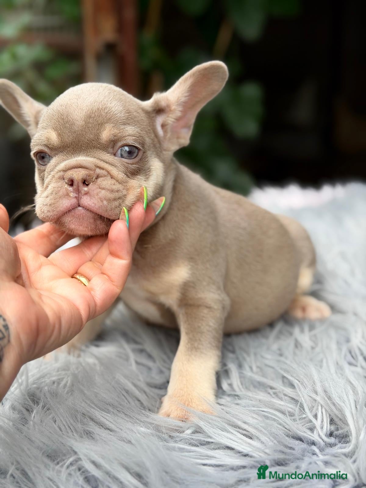 Bulldog Francés perros BULLDOG FRANCÉS LILAC TAN ESPECTACULAR - Anuncio 1