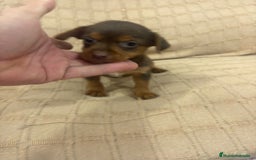 Pinscher Miniatura perros en venta: Pinscher miniatura chocolate  - Imagen 22