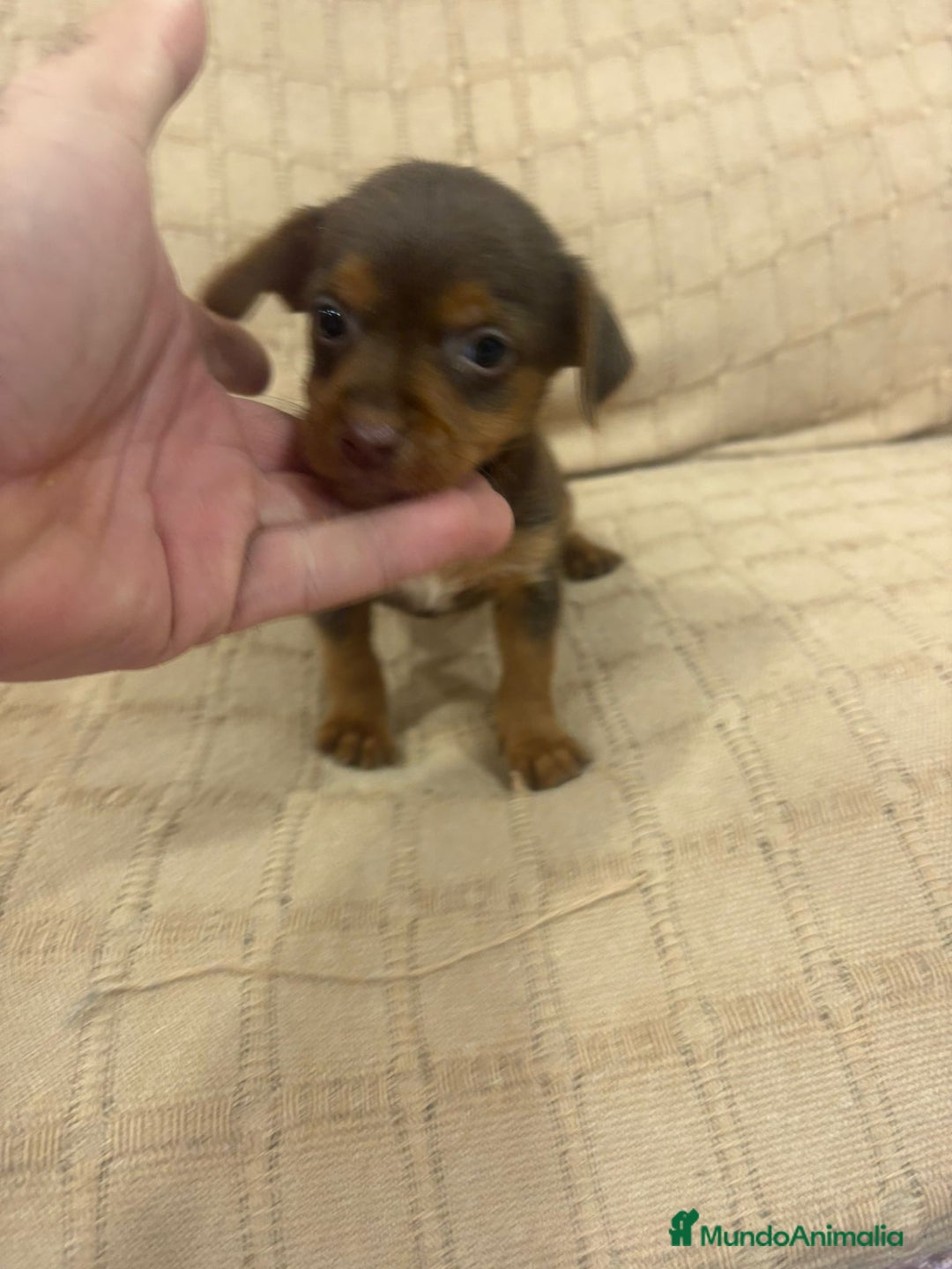 Pinscher Miniatura perros en venta: Pinscher miniatura chocolate  - Imagen 22