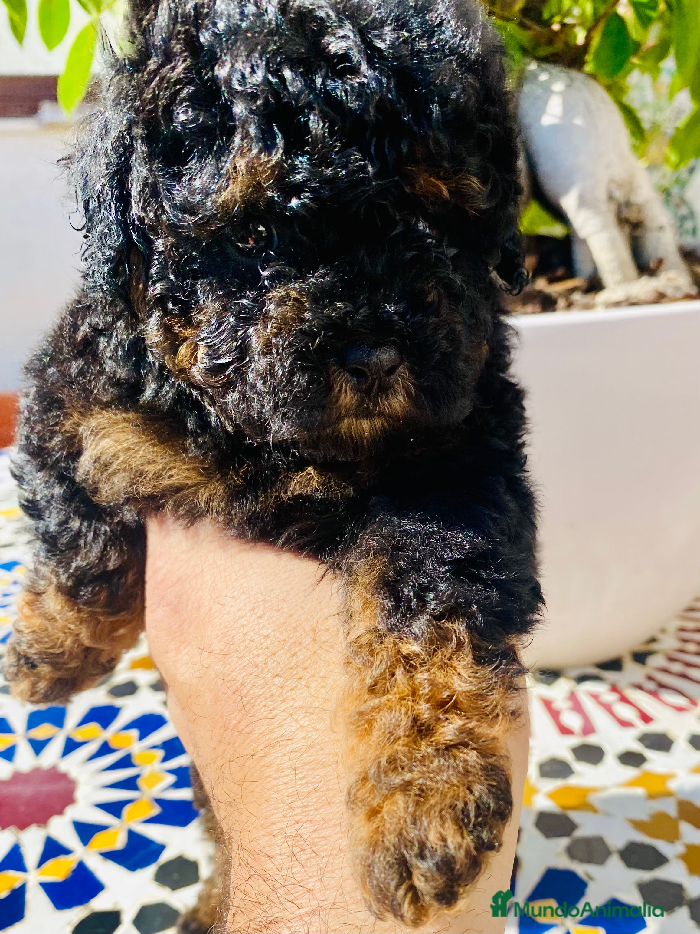 Caniche Toy perros Caniche Toy - Anuncio 2