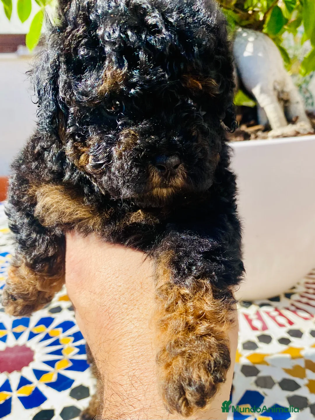 Caniche Toy perros en venta: Caniche Toy - Anuncio 2